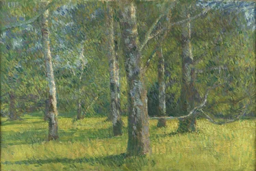Birken in Laxenburg